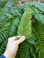 Image of narrowleaf swordfern