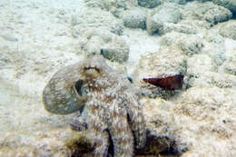 Image of Common octopus