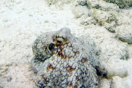 Image of Common octopus