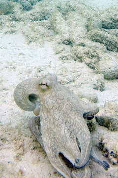 Image of Common octopus