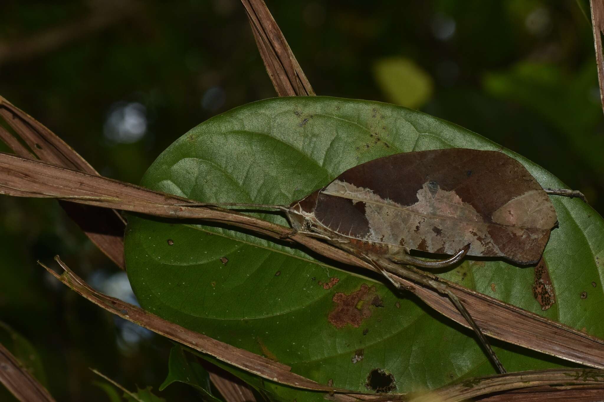 Image of Peacock katydid