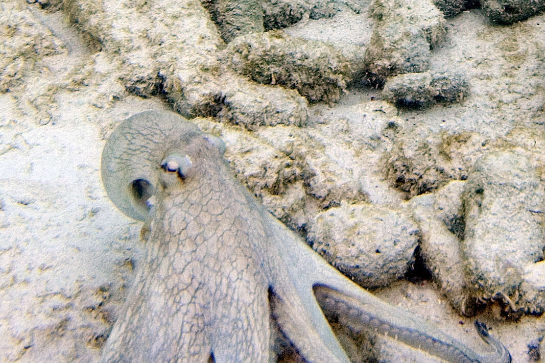 Image of Common octopus