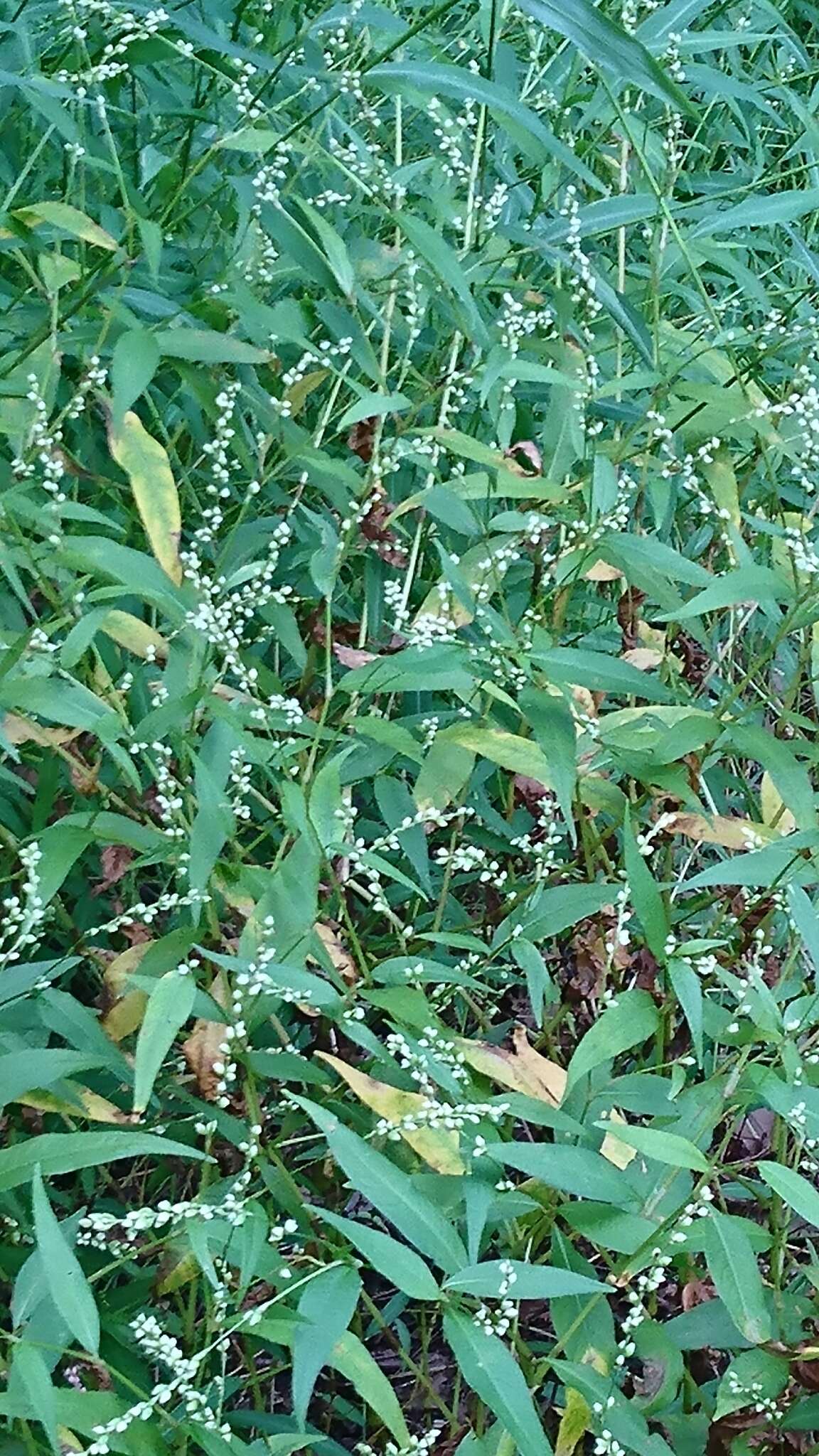 Image of Dotted Smartweed