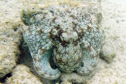 Image of Common octopus