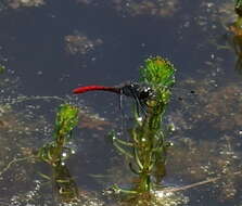 Image of Eastern Pygmyfly