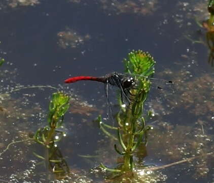 Image of Eastern Pygmyfly