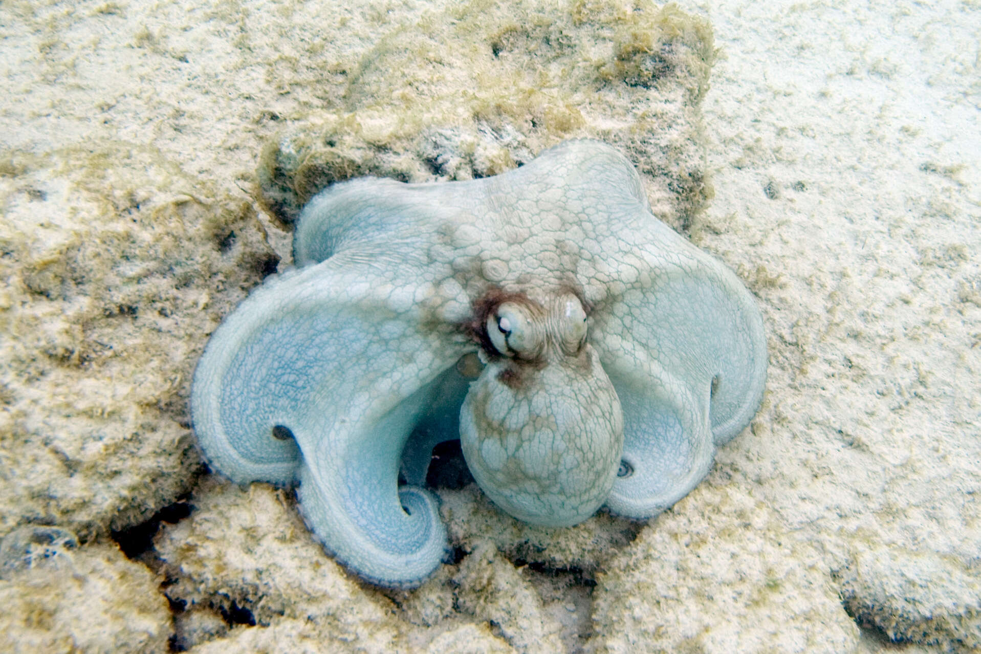 Image of Common octopus