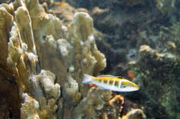 Image of Bluehead Wrasse