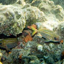Image of Blackbarred Squirrelfish