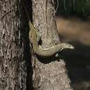 Image of Spotted Tree Monitor