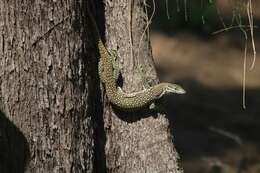 Imagem de Varanus timorensis Gray 1831