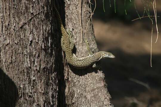Image of Spotted Tree Monitor