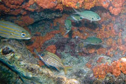 Image of Blackbarred Squirrelfish