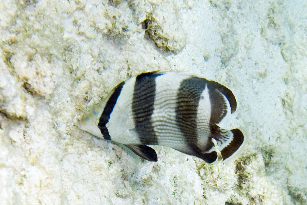 Image of Banded Butterflyfish