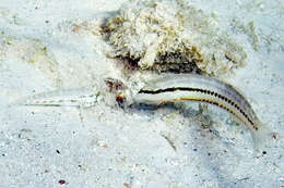 Image of Slippery Dick