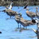 Image of Eastern Curlew