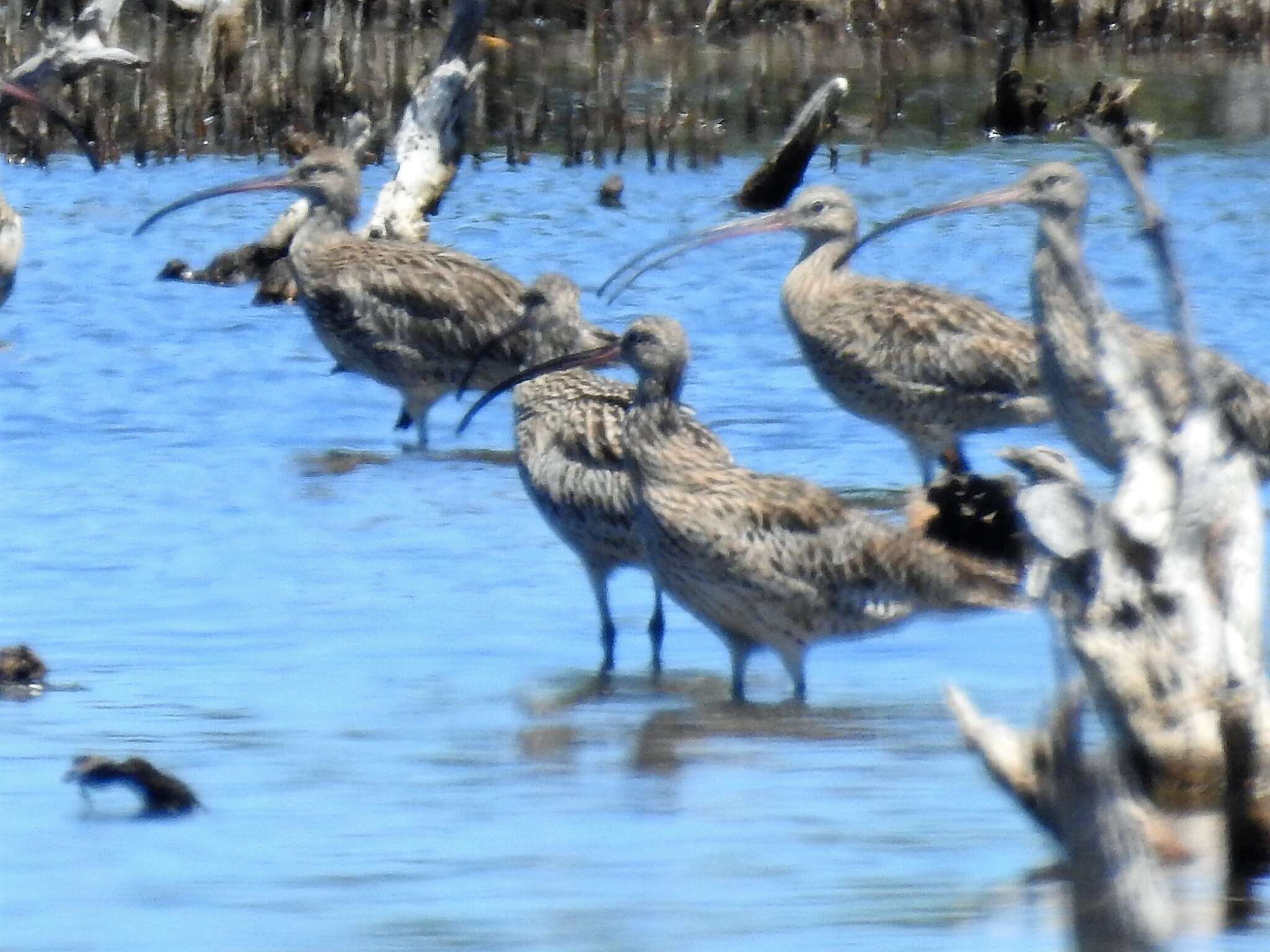 Image of Eastern Curlew