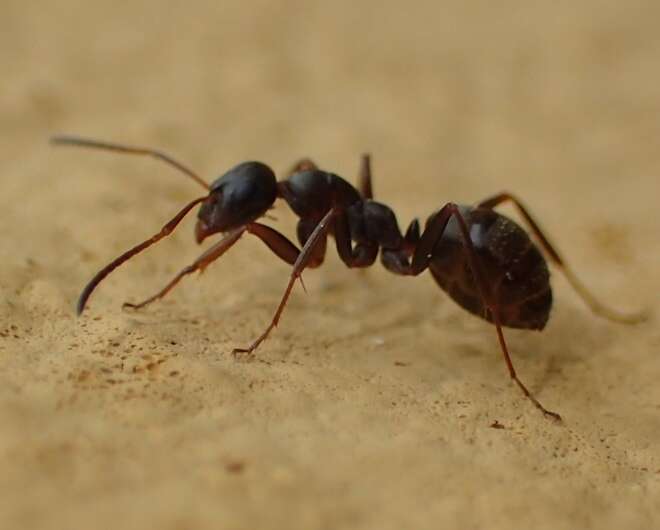 Image of Red-backed Mining Ant