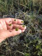 Imagem de Euphorbia leptocaula Boiss.