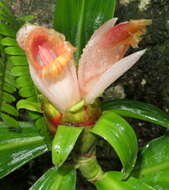 Image of Costus guanaiensis var. tarmicus (Loes.) Maas