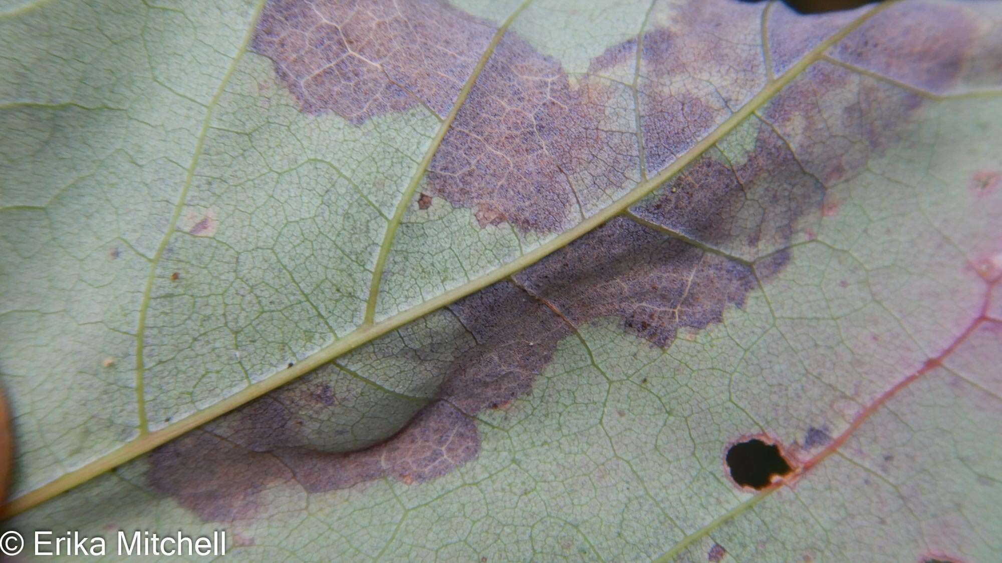 Image of Maple Leafblotch Miner