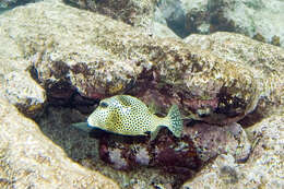 Image of Spotted Trunkfish