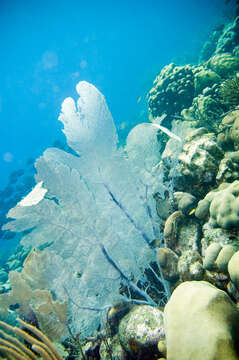 Image of Caribbean sea fan