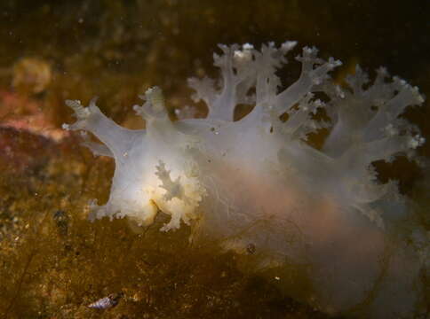 Image de Dendronotus lacteus (W. Thompson 1840)