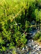 Image of prairie sandmat