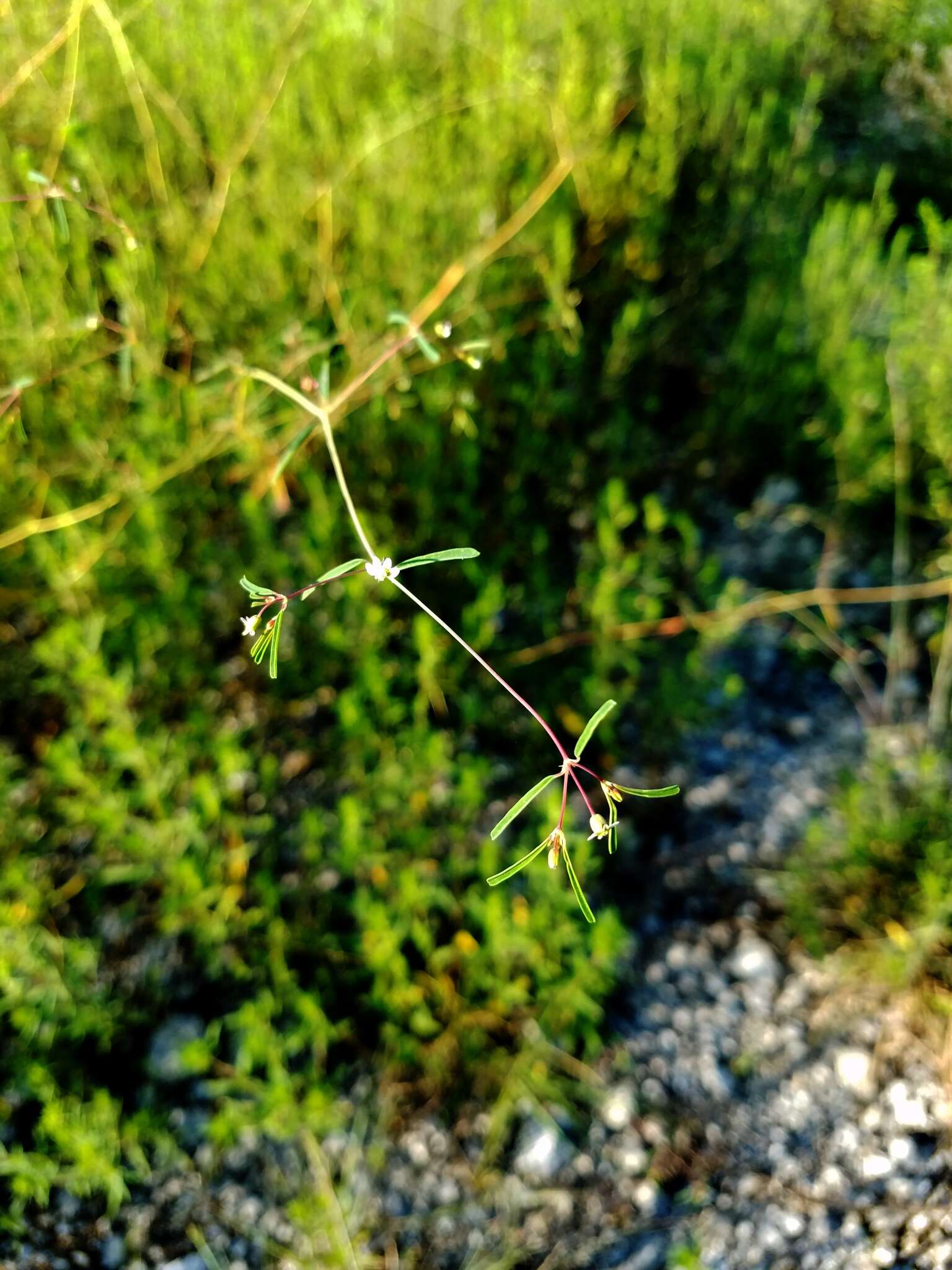 Image of prairie sandmat