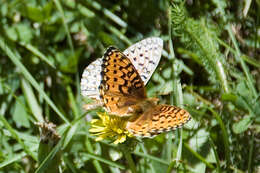 صورة Speyeria mormonia Boisduval 1869