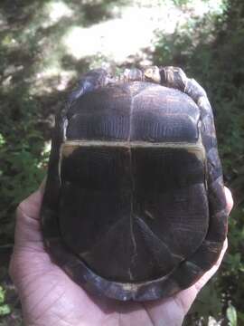 Image of Eastern box turtle