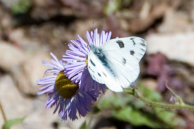 صورة Pontia occidentalis (Reakirt 1866)