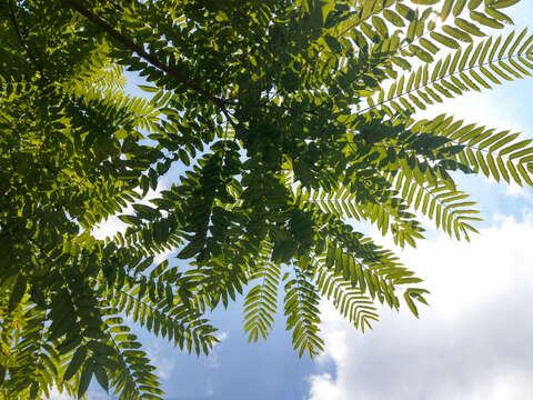 Image of Japanese prickly ash