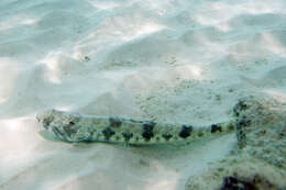 Image of Lizardfish