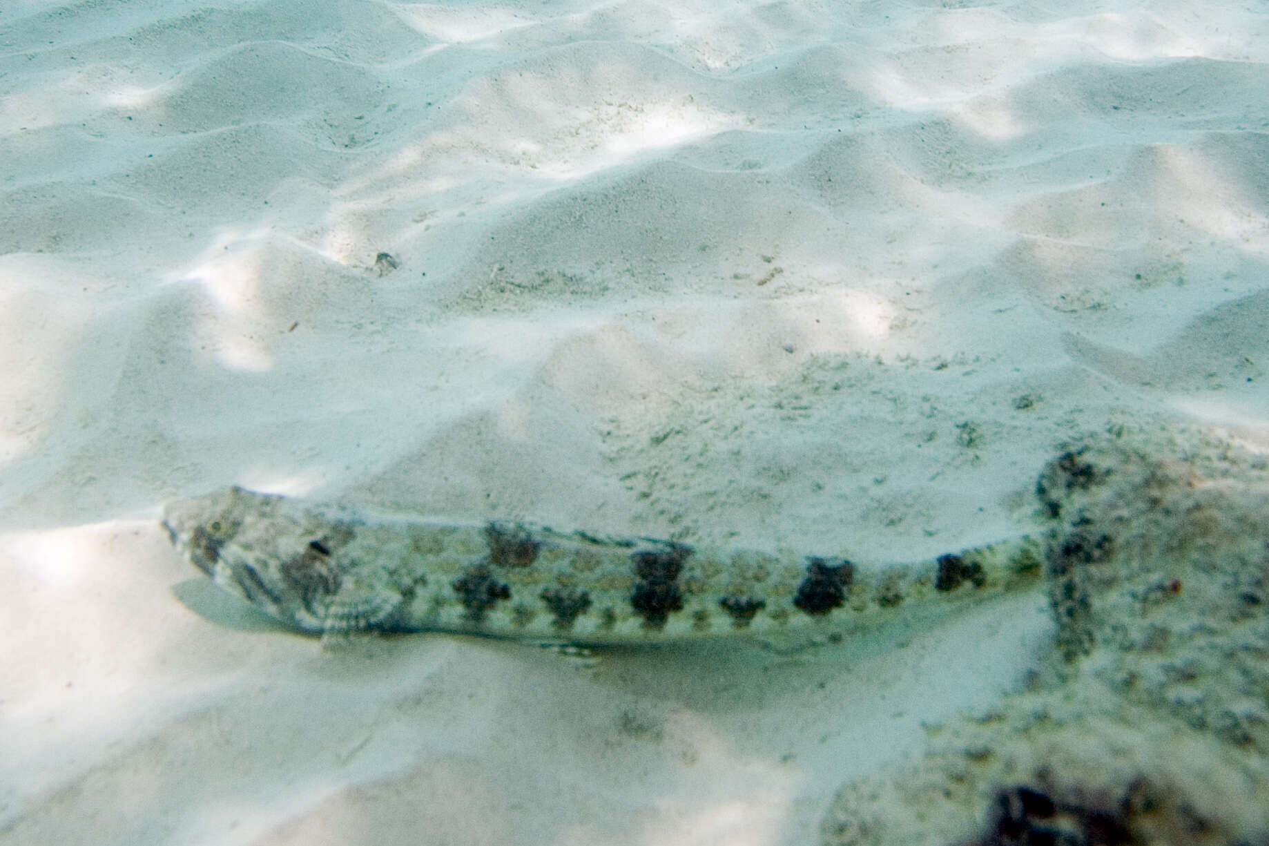 Image of Lizardfish