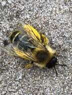 Image of Hairy-footed Bees