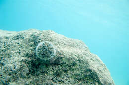 Image of West Indian sea egg