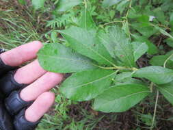 Image of prairie willow