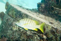 Image of Dogtooth Snapper