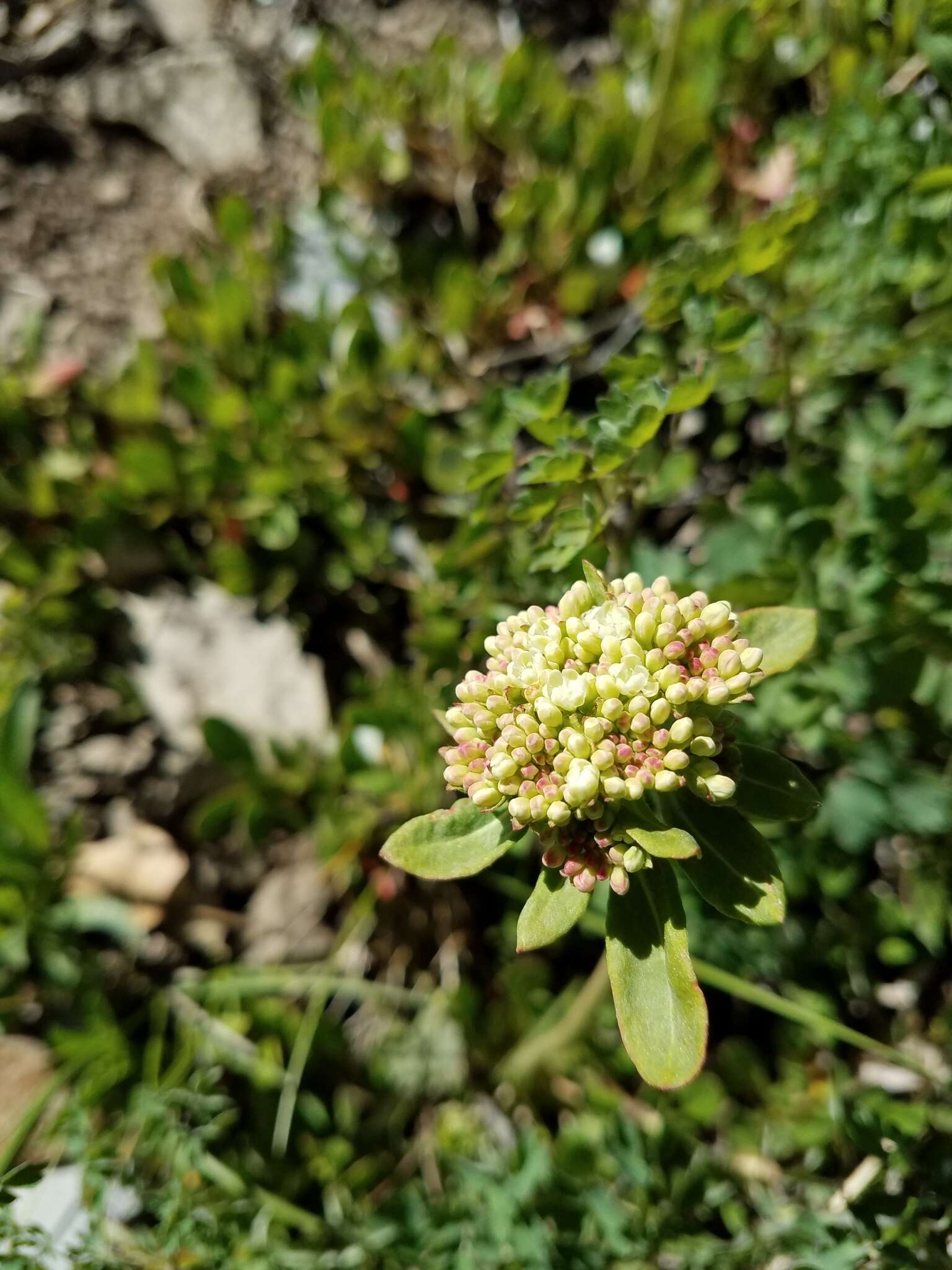 صورة Eriogonum umbellatum var. majus Hooker