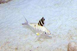 Image of Broad Shad