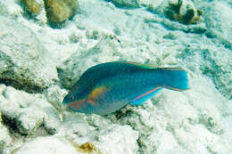 Image of Blue Chub