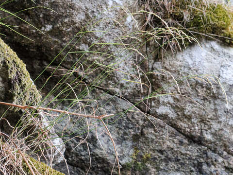 Image of Poa nemoralis subsp. nemoralis