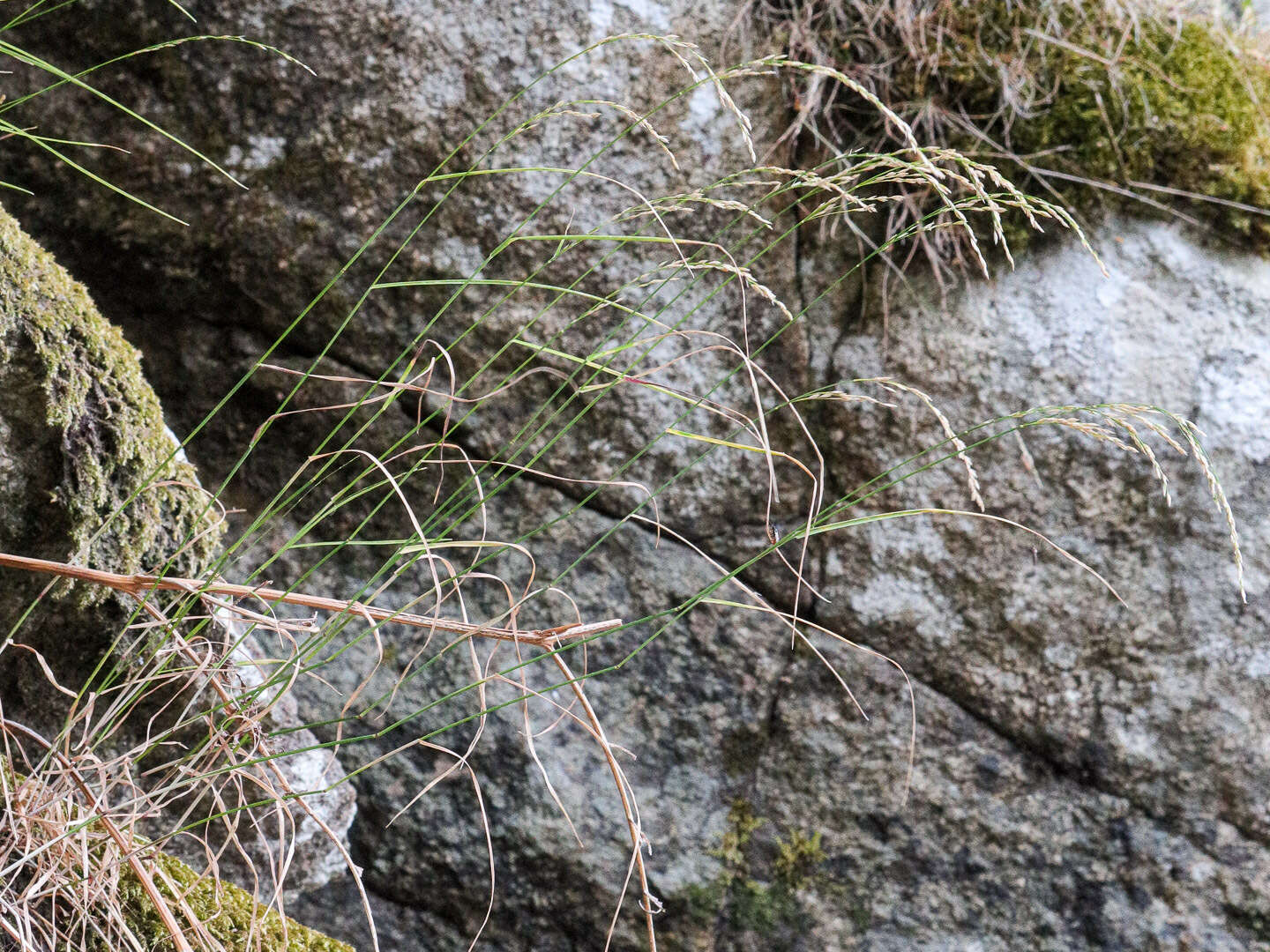 Image of Poa nemoralis subsp. nemoralis