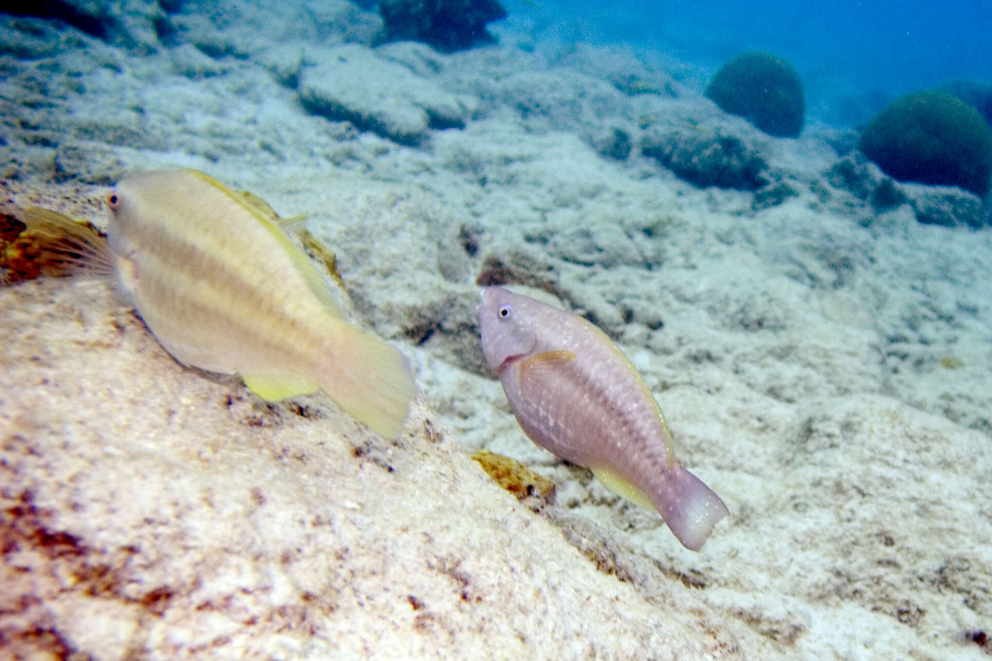 Image of Blue Chub