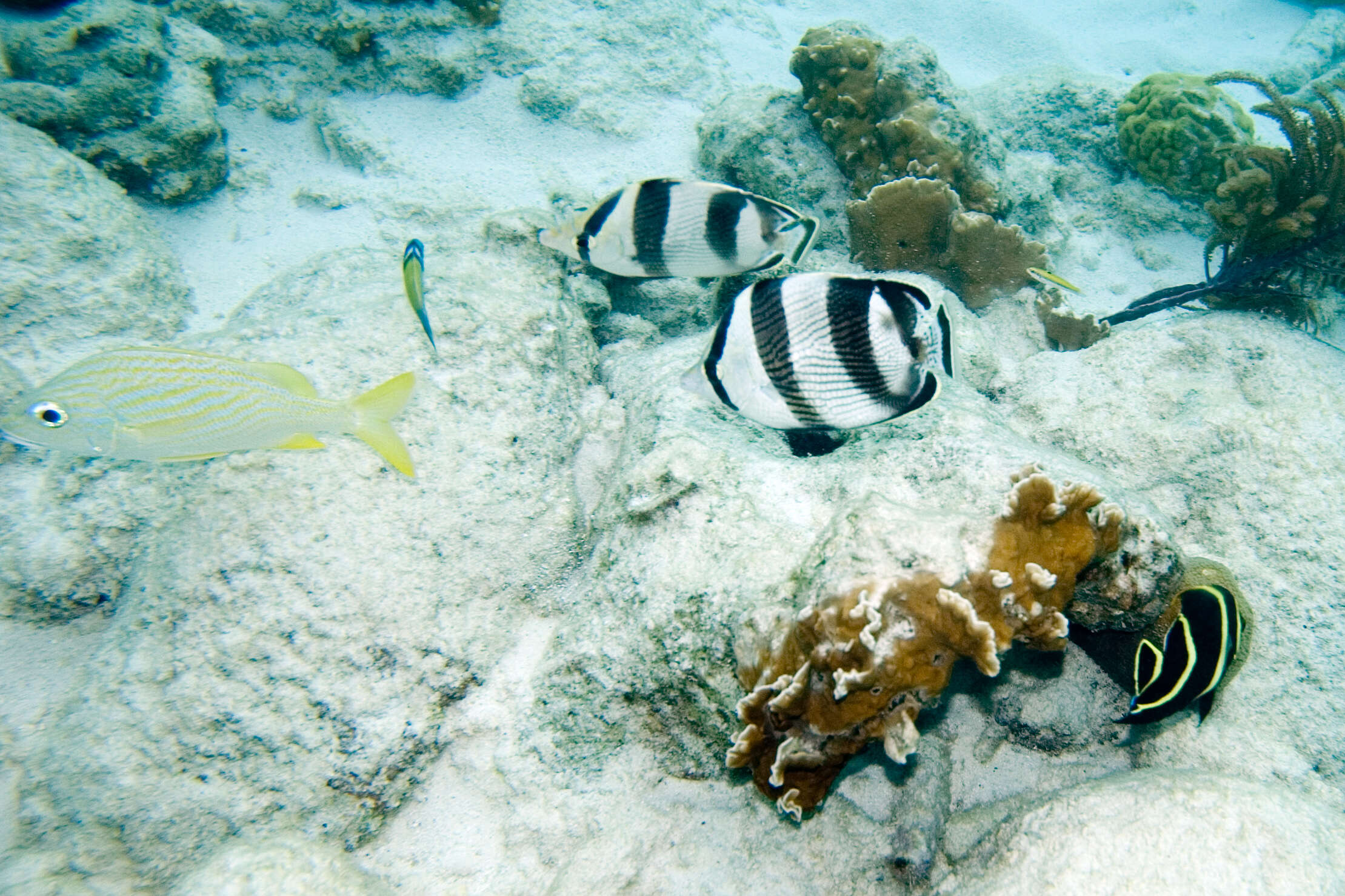 Image of Banded Butterflyfish