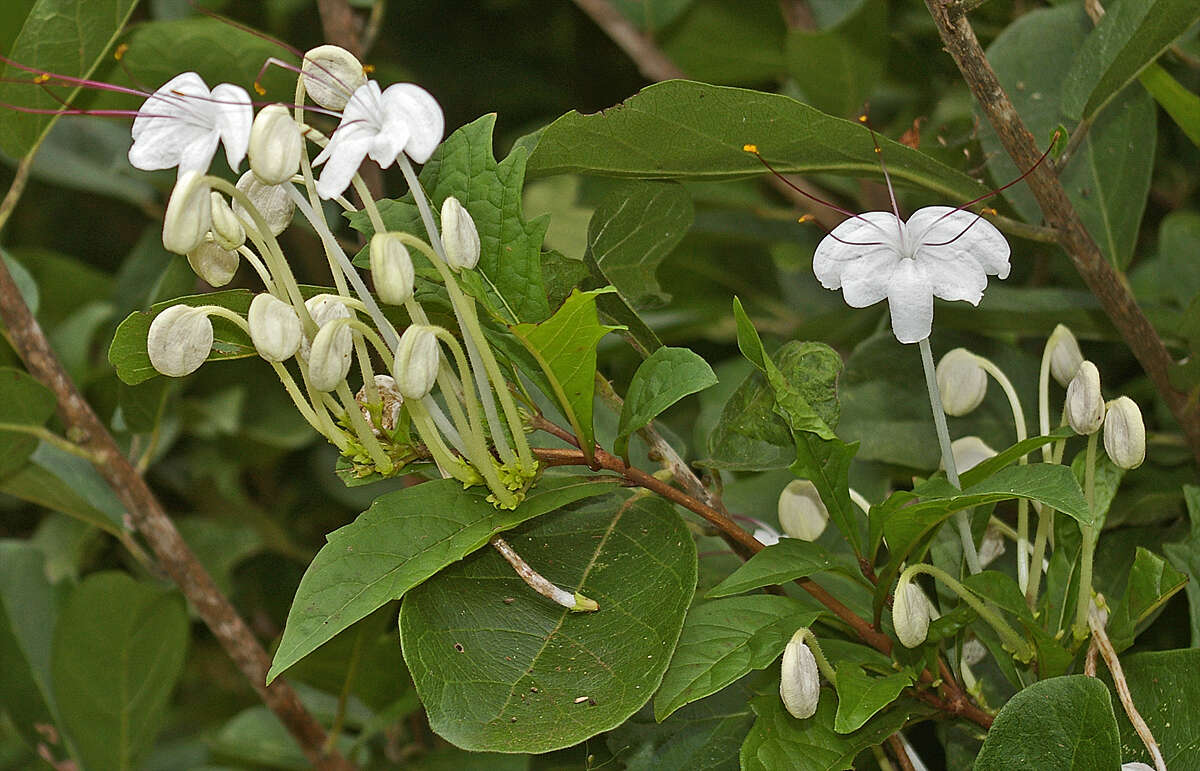 Слика од Rotheca microphylla (Blume) Callm. & Phillipson