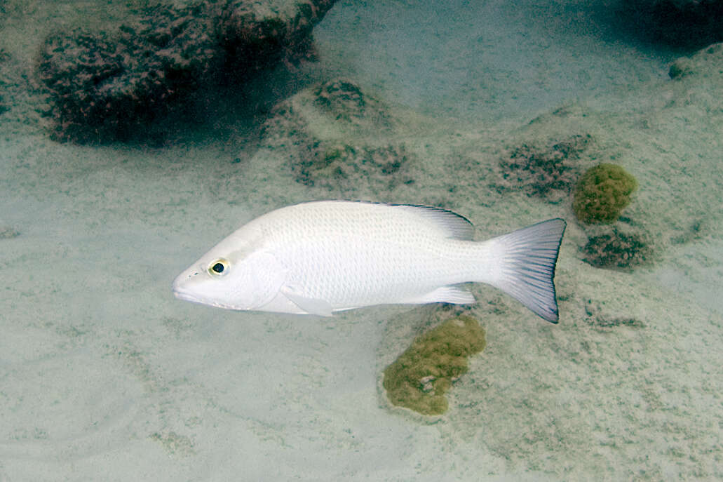 Image of Gray Snapper