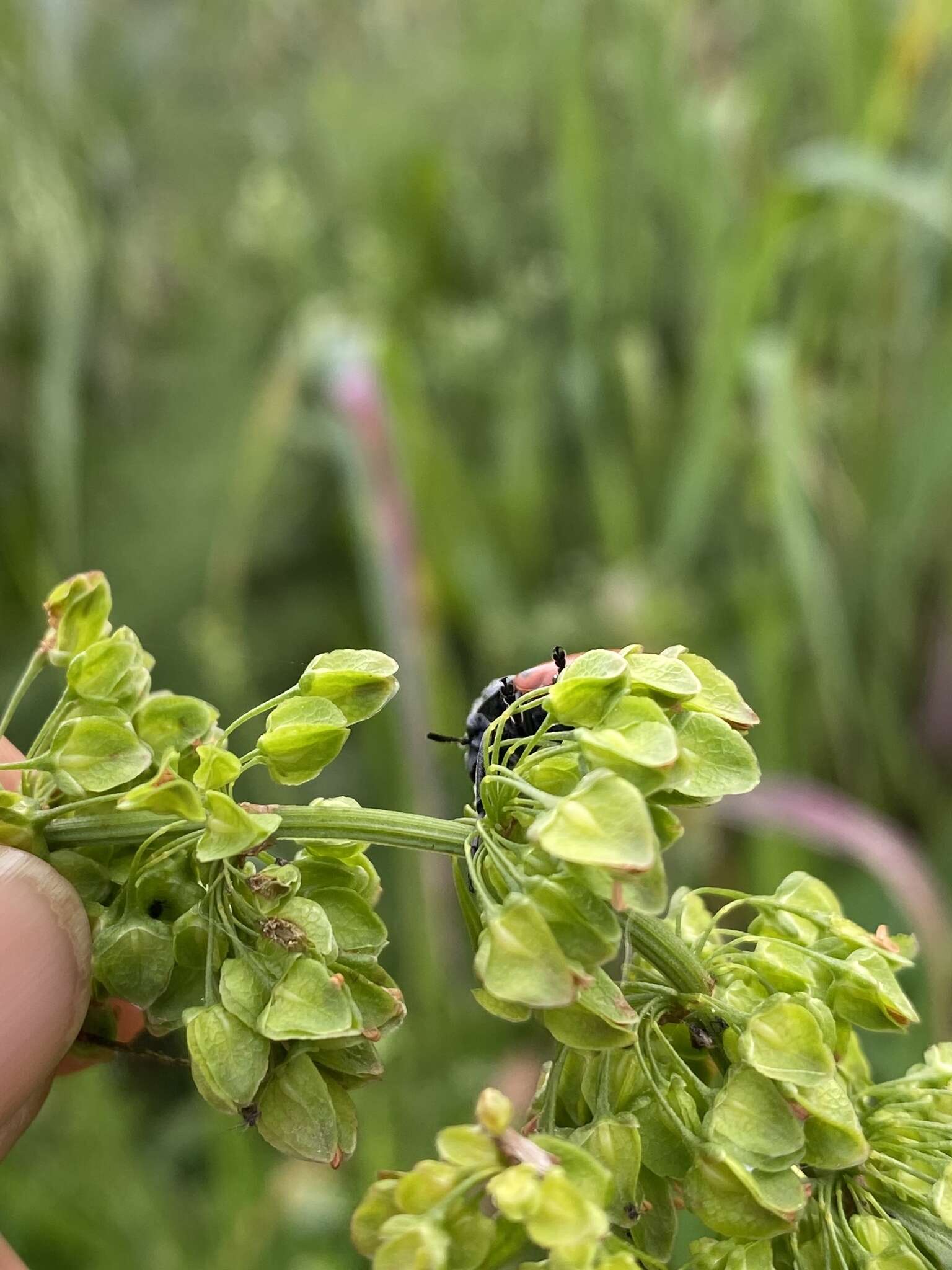 Image of <i>Lachnaia tristigma</i>